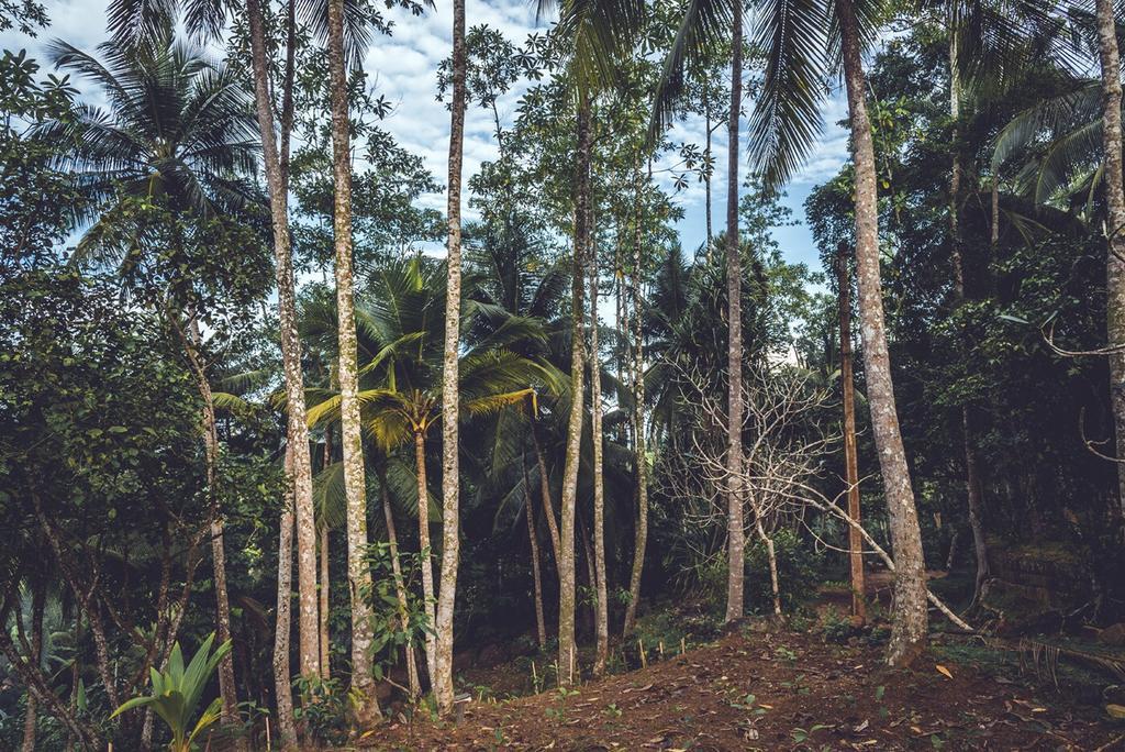 Templeberg Bed and Breakfast Walahanduwa Buitenkant foto